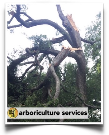 Arboriculture Services