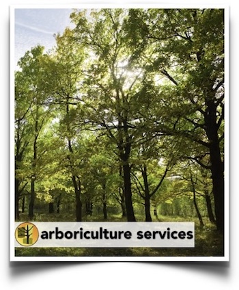 Arboriculture Services