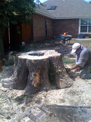 tree removal plano frisco